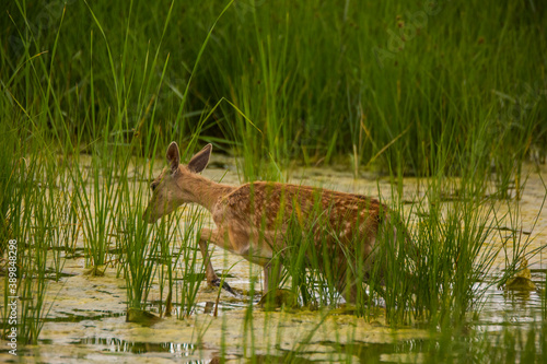 Fototapeta Naklejka Na Ścianę i Meble -  Fallow deer in Aiguamolls De L'Emporda Nature Reserve, Spain