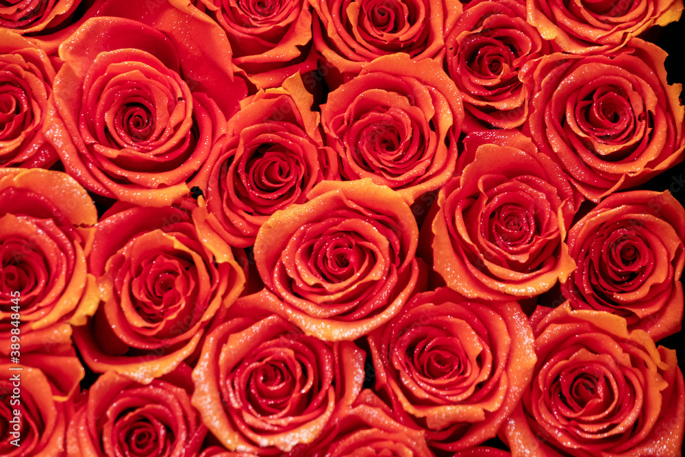 薔薇の生花 薔薇の生花