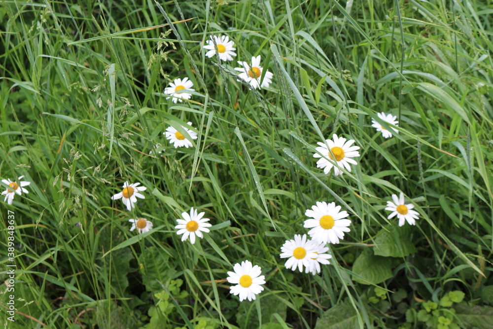 Fototapeta premium Daisies bloom in a summer meadow