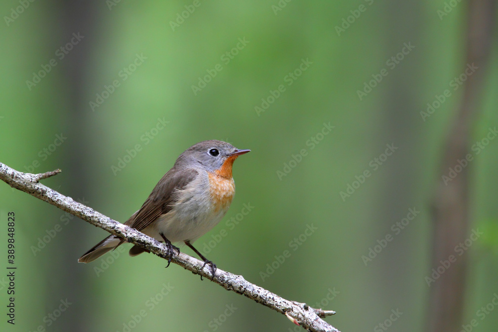 Red-breasted flycatcher. Bird in spring forest, adult male in breeding plumage. Ficedula parva