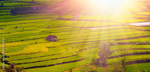 Green rice terrace fields on Bali island at sunset - Ubud, Indonesia
