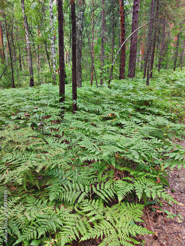 Foto The fern thickets along the road in the pine forest.
