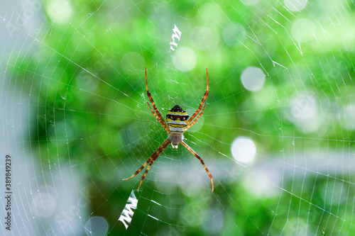 A spider is crawling on a spider's web as a trap for insects for food.