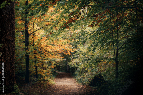 Fall Autumn Season Picture of a small trail in a forest as the leaves begin to turn into beautiful green yellow orange and brown