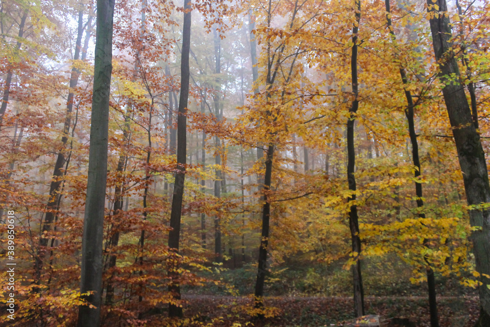 Obraz premium Beautiful view of forest in autumn.Nature calm scenery concept with high trees and yellow leaves.