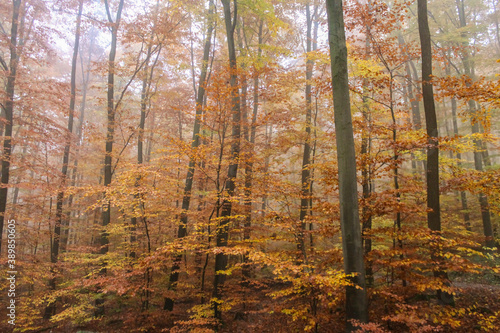 Autumn forest scenery .Mysterious foggy high trees with yellow and red leaves.