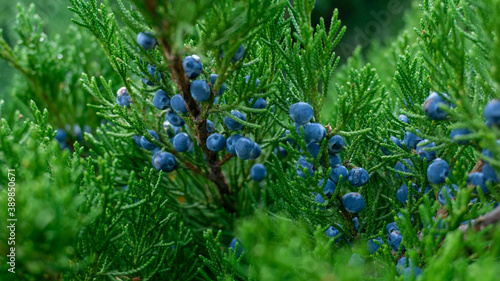Beautiful Blossoming Juniper Virgin Fall