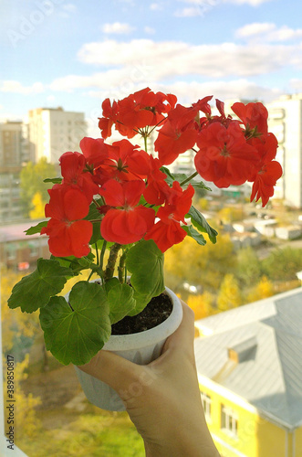 Pelargonium, Gerganium in a flower pot. green leaves, young shoots, sprout, seedling.
Floriculture, gardening. Flowering pelargonium. Red flower bud. Home plant. Flower in hand. Autumn landscape. photo