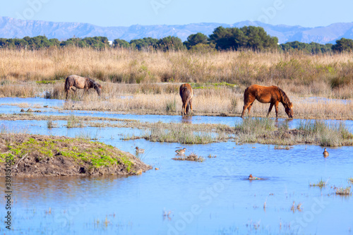 Wild horses on the natural lands , Swampy terrain with mustangs  © russieseo