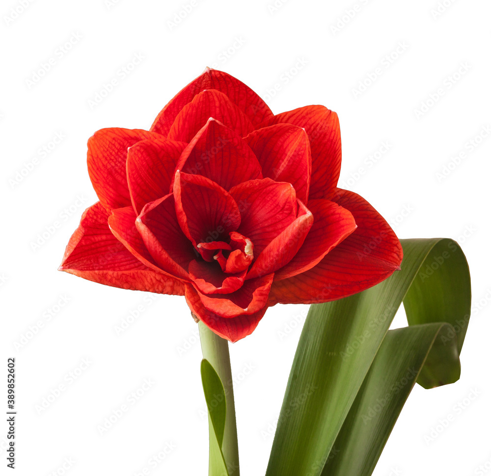 Hippeastrum (amaryllis) Hippeastrum (amaryllis)