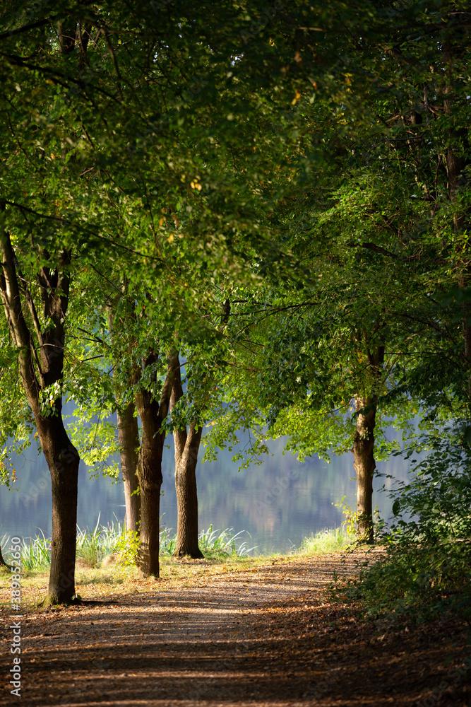 Naklejka premium autumn in the park