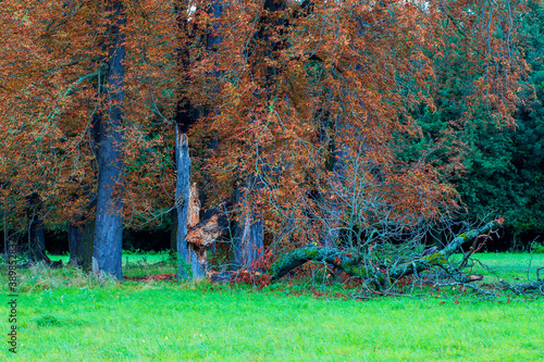 Old fallen Soliter trees on a green field photo