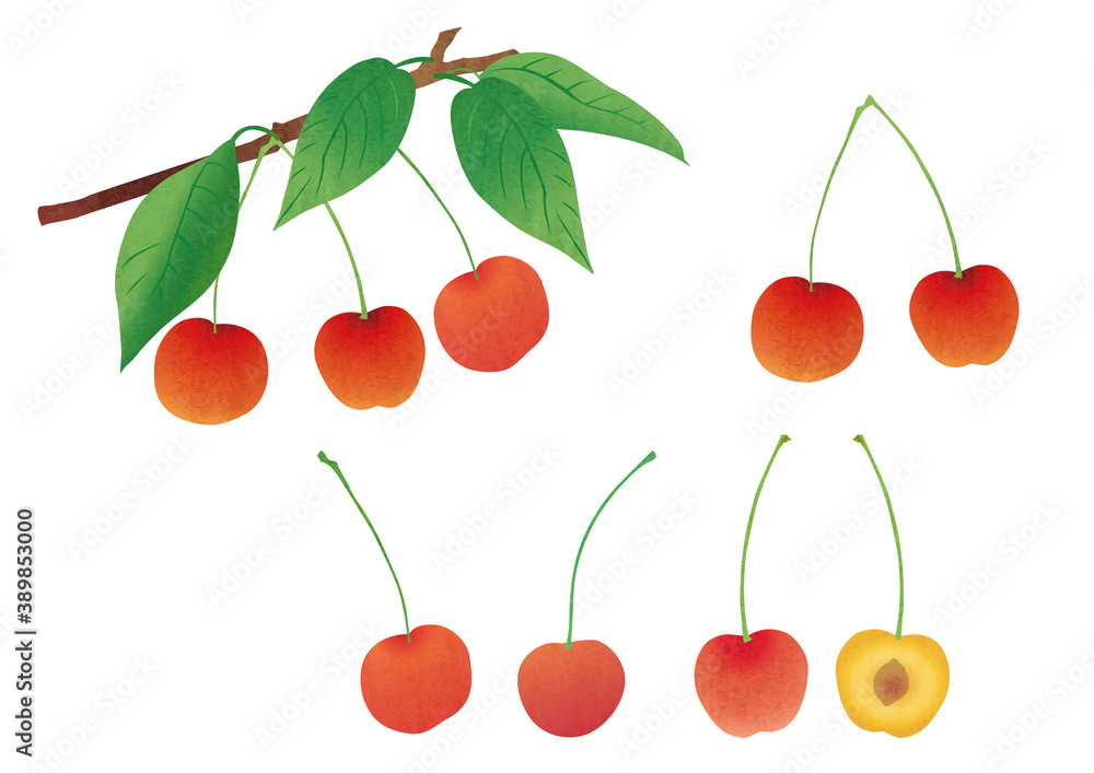 illustration set of various cherries illustration set of various cherries