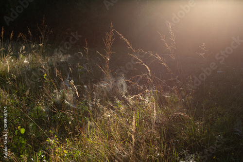 morning dew on the grass © Katalin