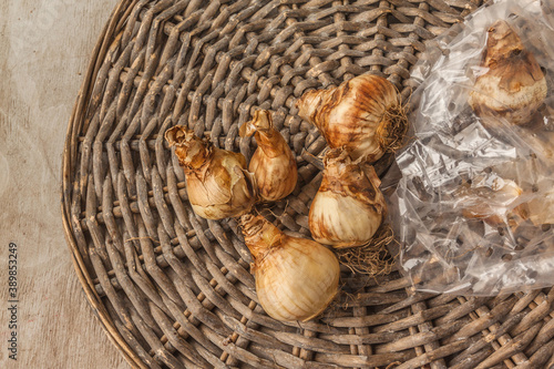 Narcissus bulbs before planting. Flat lay photo