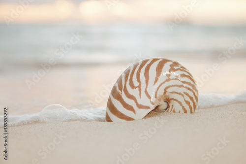 nautilus sea shell on golden sand beach in soft sunset light