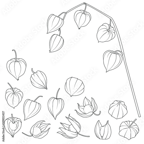 Physalis black and white vector set