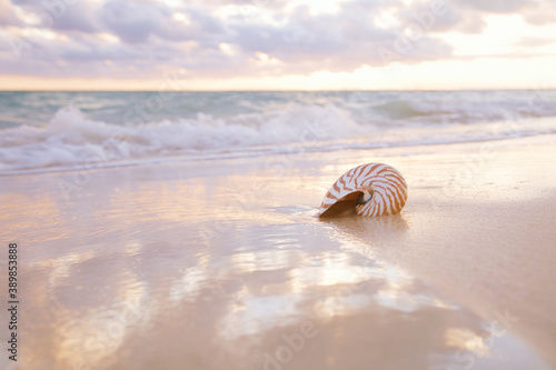nautilus sea shell on golden sand beach in  soft sunset light © Elena Moiseeva