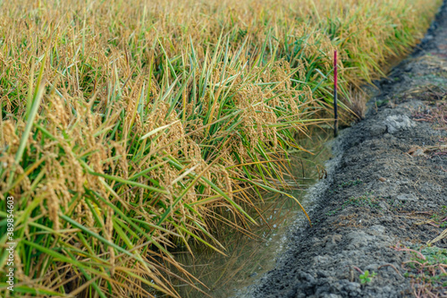 Fototapeta Naklejka Na Ścianę i Meble -  rice plant in field