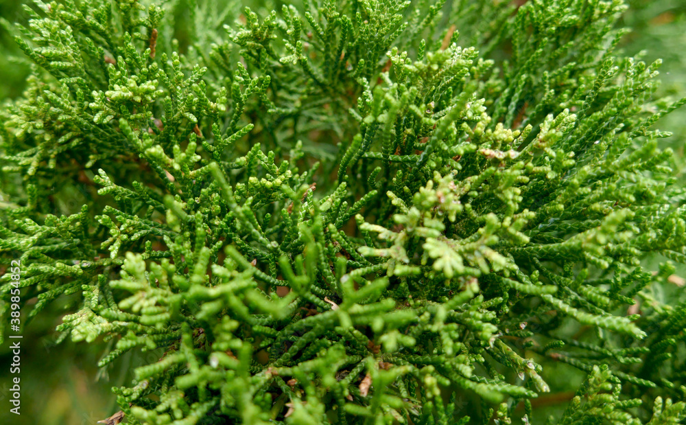 Macro photo green coniferous tree. Сreen macro texture. Macro photo green coniferous tree. Сreen macro texture.