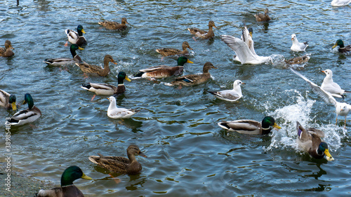 Beautiful ducks swim on the lake in autumn