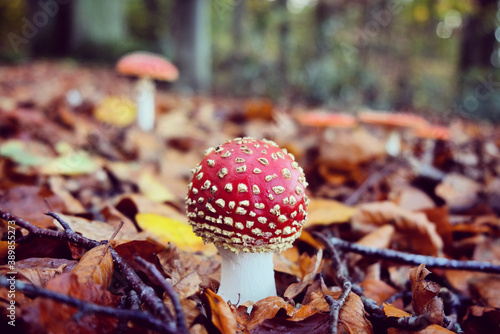 The white spotted red mushroom 'fly agaric' during the autumn months