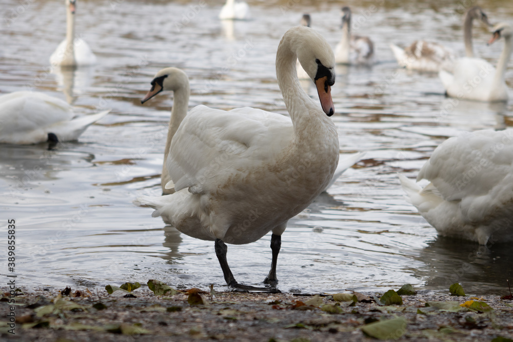 cygne cygne
