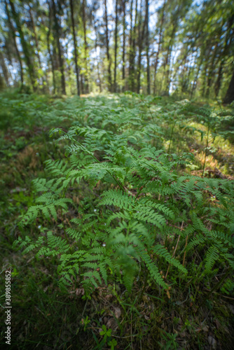 fern grows in the forest.