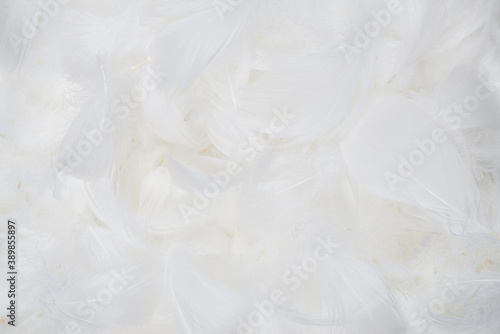 White soft feathers background.