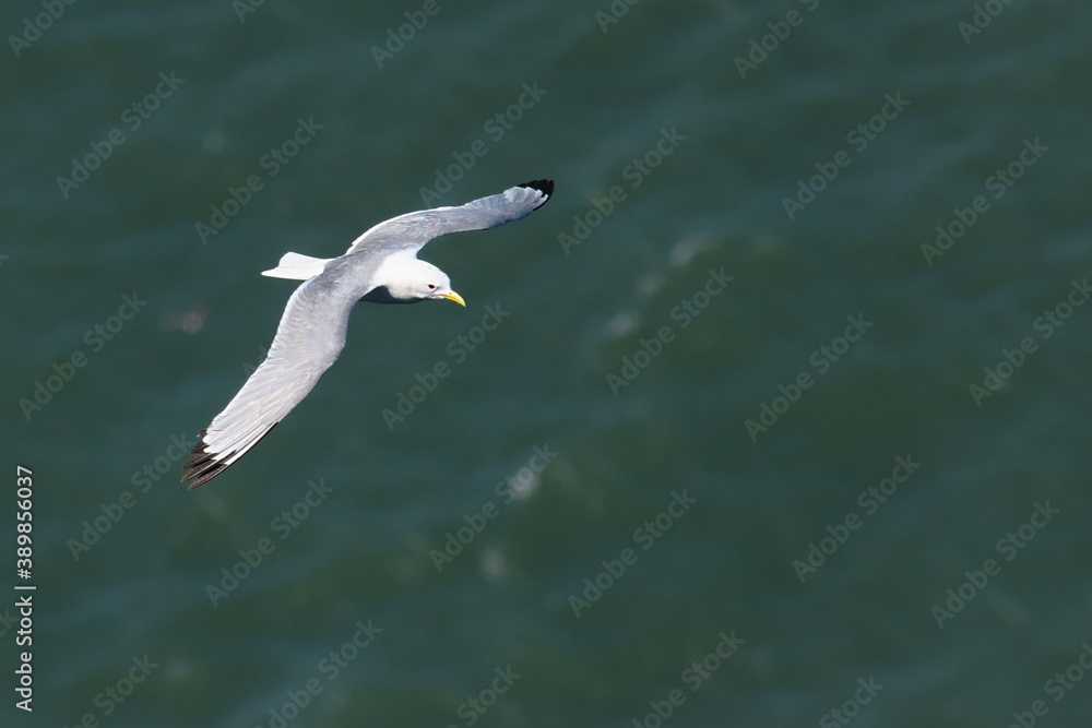 Kittiwake in flight Kittiwake in flight