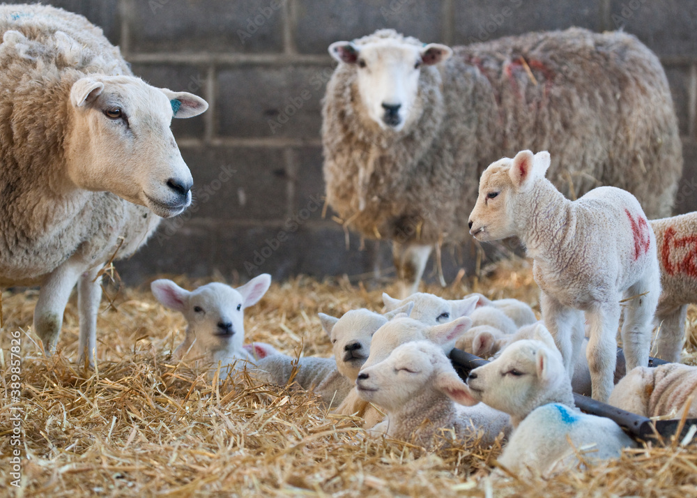 Ewes and lambs on a farm at lambing time in spring Ewes and lambs on a farm at lambing time in spring