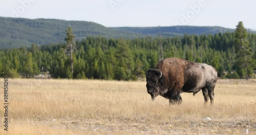 WIldlife Bison buffalo standing in Yellowstone meadow close 4K. Wildlife and animal refuge for great herds of American Bison Buffalo and Rocky Mountain Elk. Ecosystem environment, Biology, geography photo