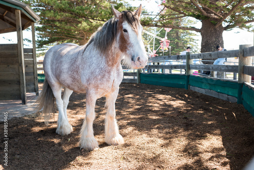 Canvas Print Beautiful brown and white Clydesdale horse in stable enclosure