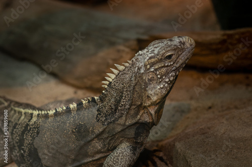 Iguana close-up on a dark background © O.Lafeta