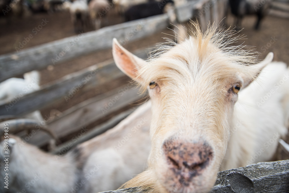 White goat stays in the pen on the farm White goat stays in the pen on the farm