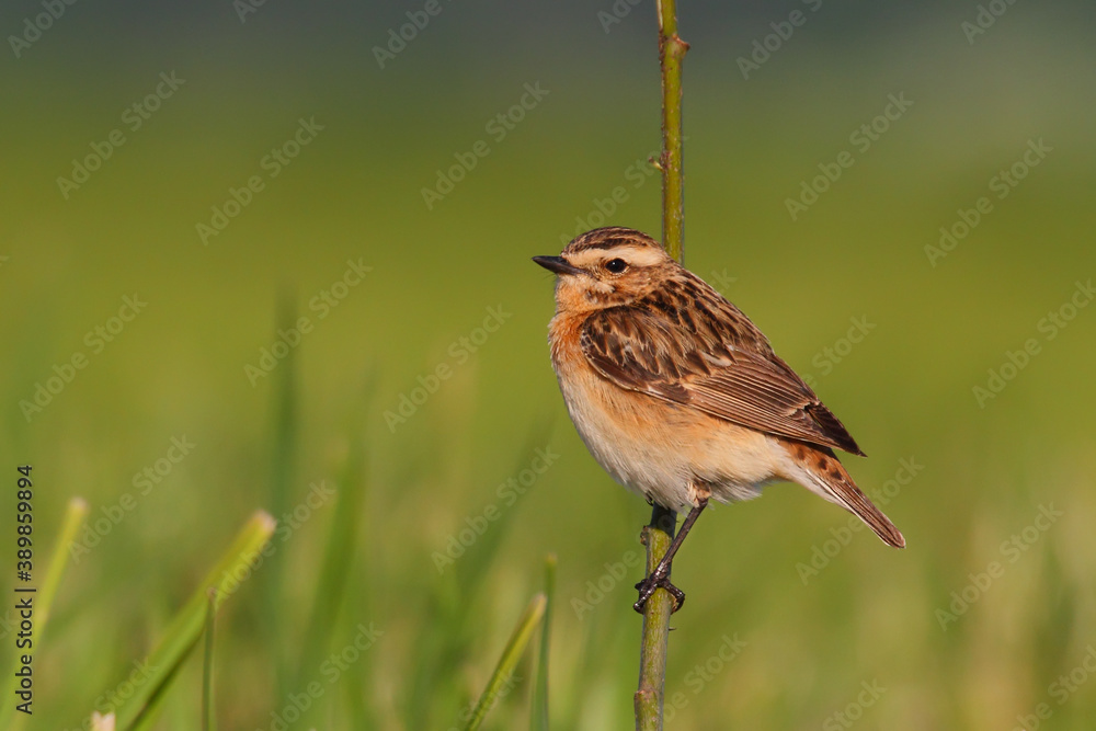 Whinchat. Bird in spring, female. Saxicola rubetra Whinchat. Bird in spring, female. Saxicola rubetra