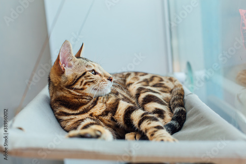 Cute little bengal kitty cat laying on the cat's window bed watching on the room.