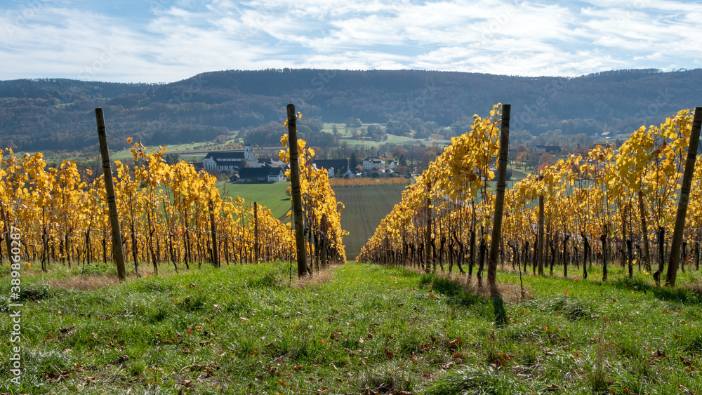 Vineyard in autumn