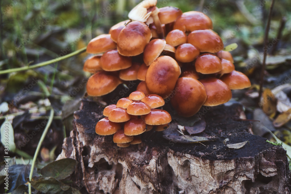 Wild mushrooms growing in the autumn forest Wild mushrooms growing in the autumn forest