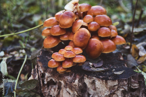 Wild mushrooms growing in the autumn forest 