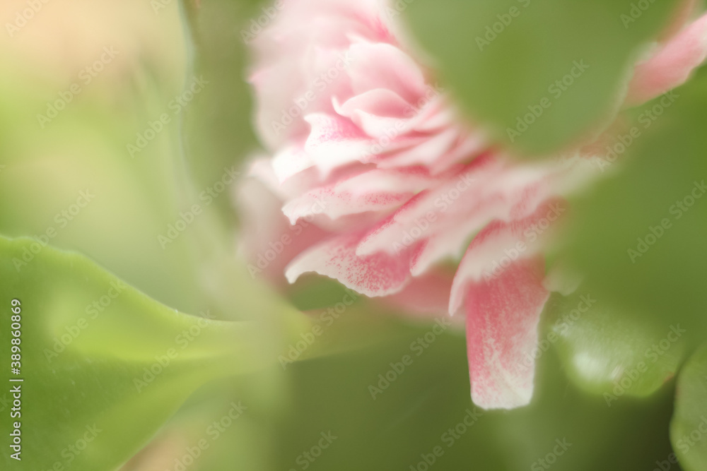 Fototapeta premium Blurred flower background