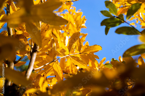 soft focus of golden pomegranates leaves in autums with  blue sky as background photo