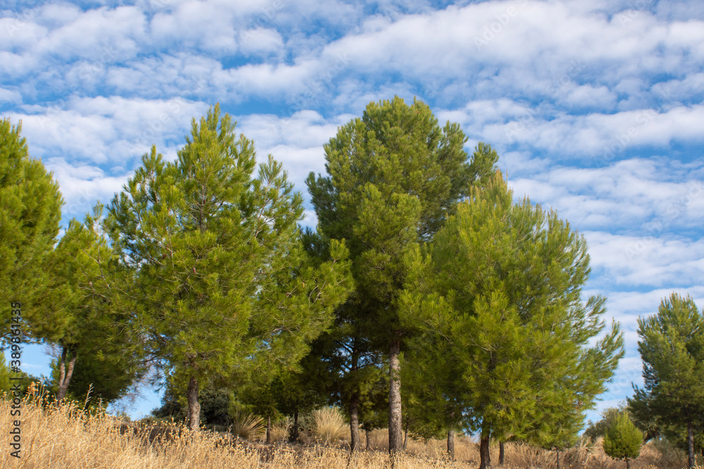 Obraz premium Pino mediterraneo en otoño