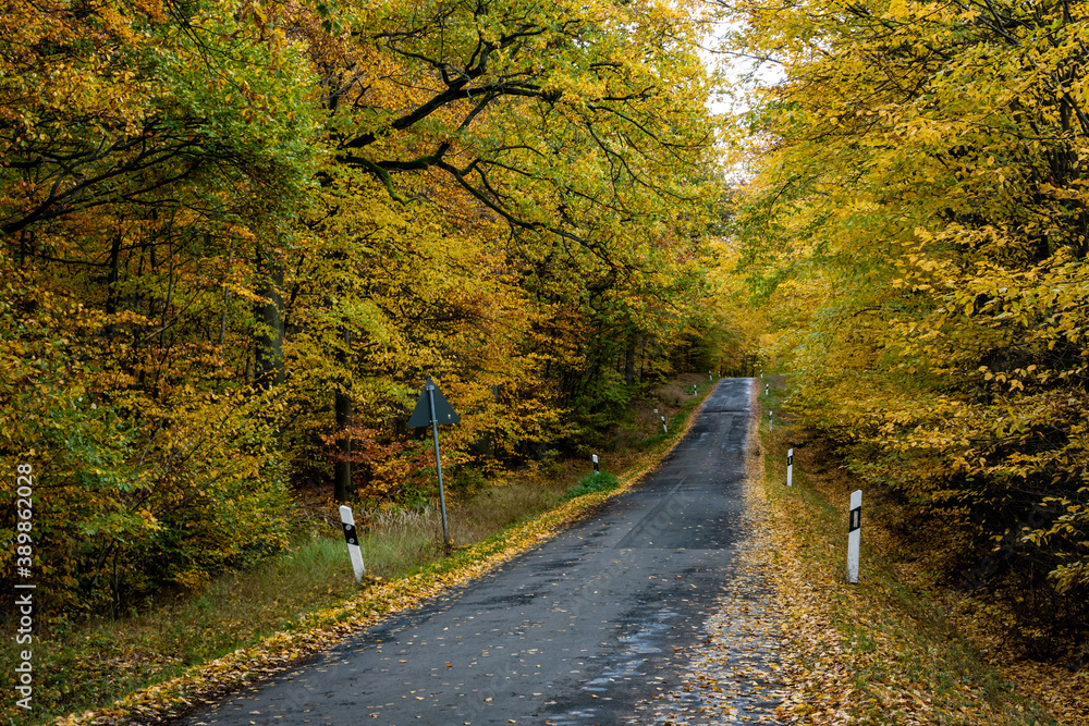 Fototapeta premium autumn road in the forest
