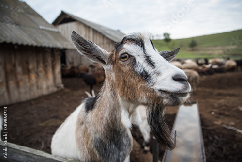 goats and sheep are on the farm outside in the paddock