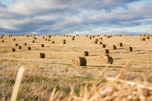 Fotografie Field with Haystacks