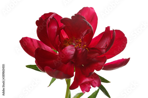 Dark red peony flower isolated on white background.