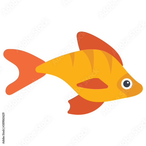 
Freshwater tropical aquarium fish, anthias fish
