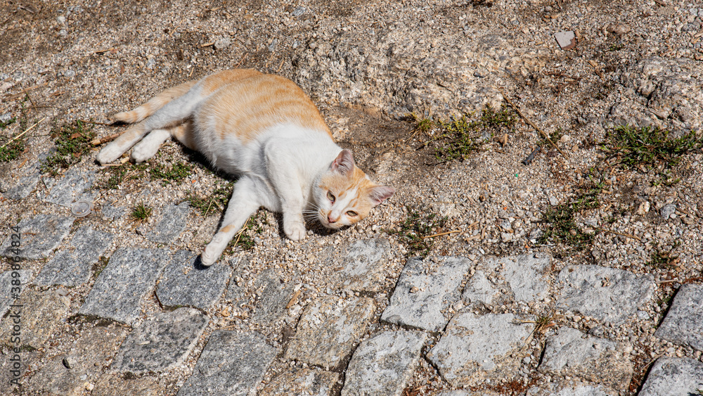 Obraz premium Pregnant cat lying in the sun