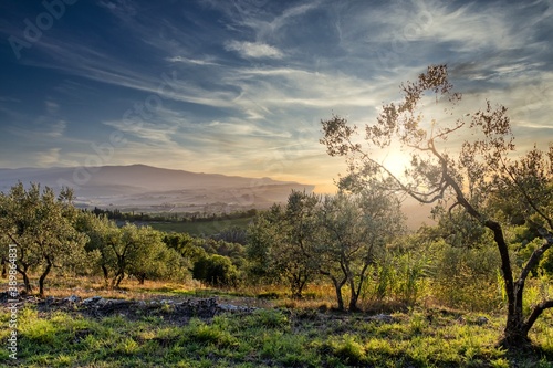 Picturesque Summer Landscape Panorama with Trees and Sun